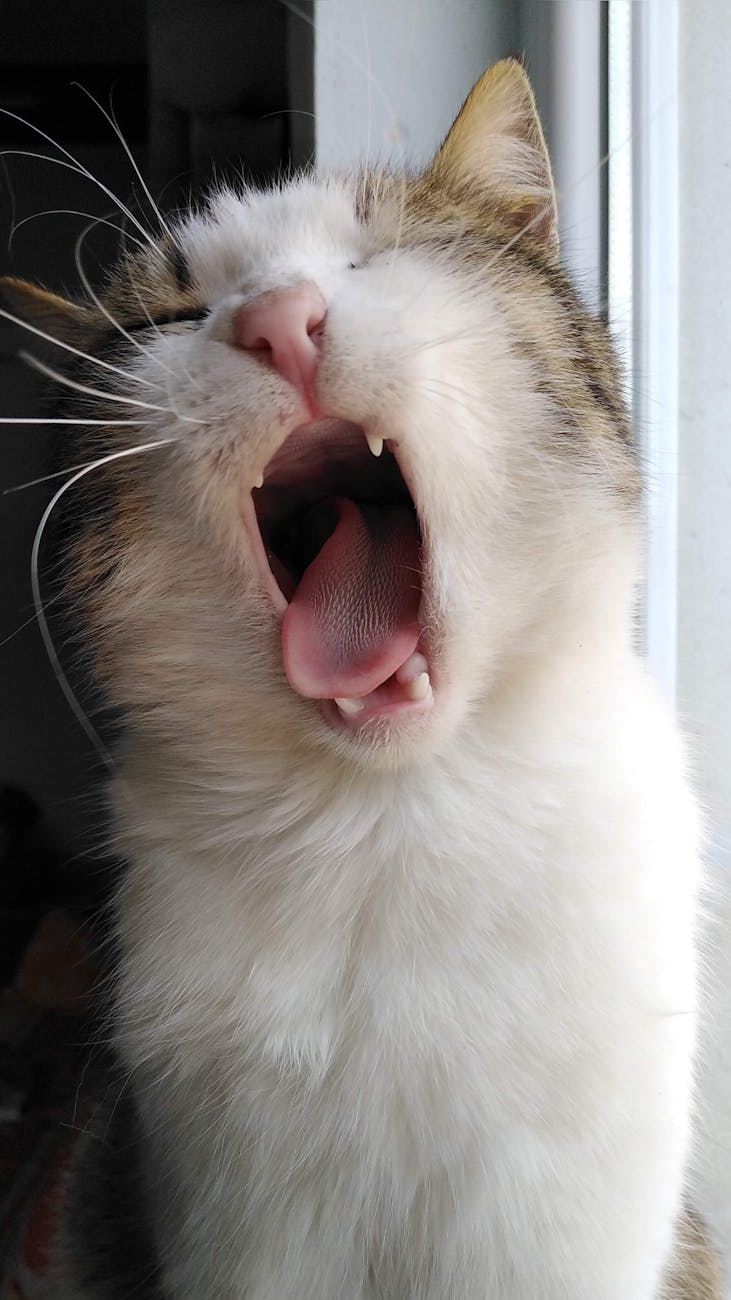 yawning cat close up by window