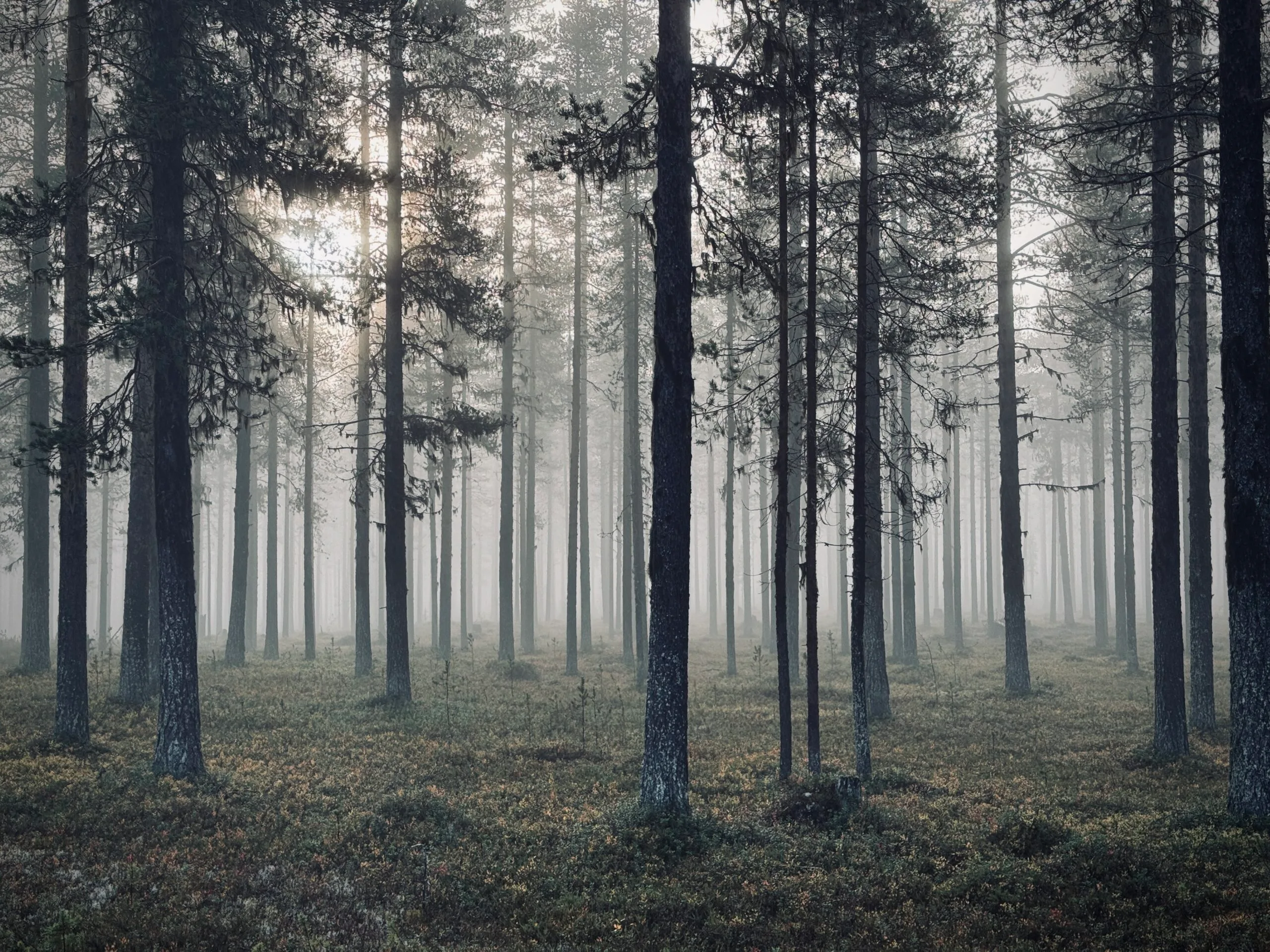 Dimman mellan tallarna – En personlig reflektion