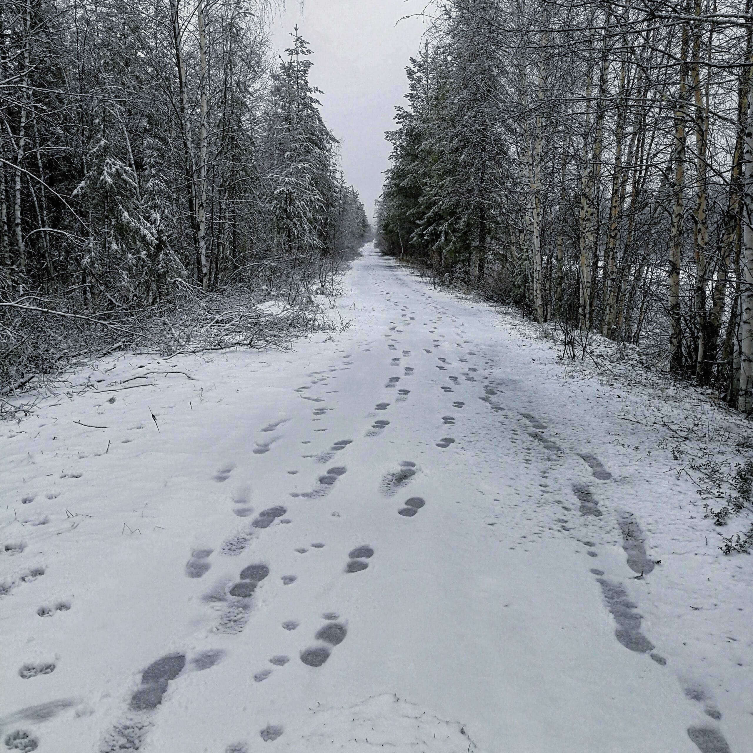 Snöspårning – om att se naturens hemliga spår