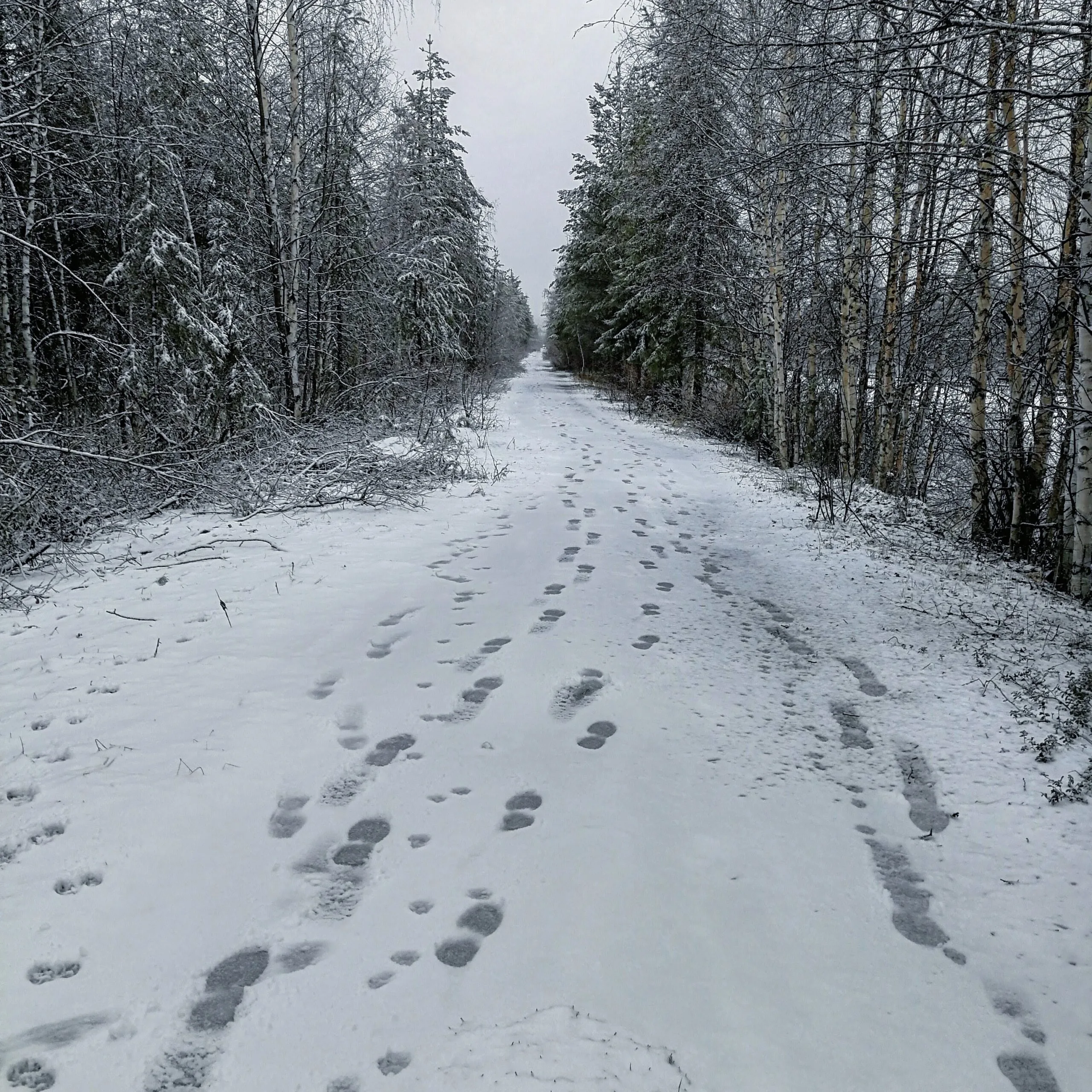 Snöspårning – om att se naturens hemliga spår