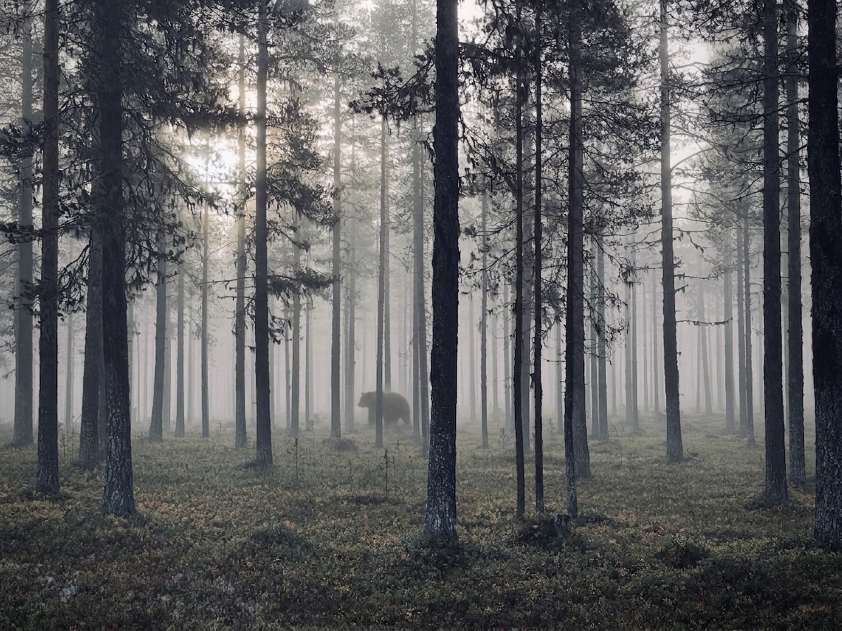 En guide till skogens ljud (och varför allt låter som en björn)